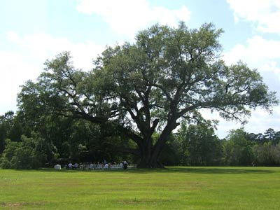 Cellon Oak Park Wedding Location